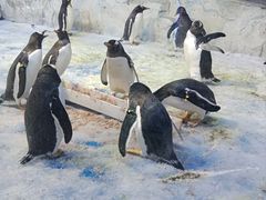 -芜湖新华联大白鲸海洋公园