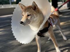 -纳吉亚猫专科动物诊疗中心(蒋宅口分院)