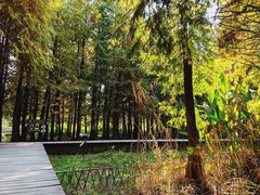 -溱湖国家湿地公园