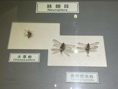 -上海昆虫博物馆