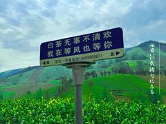 -白茶原·一片叶子