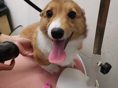 -1013 PET SHOP精品宠物商店(丁香店)