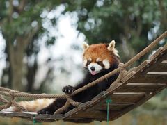 -上海野生动物园