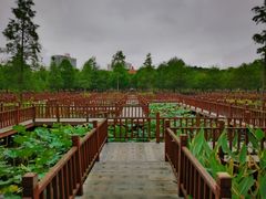 -五缘湾湿地公园