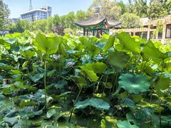 -莲湖公园