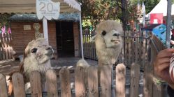 -萌宠亲子动物乐园(槐房万达店)