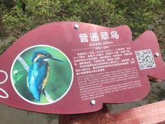 -北海金海湾红树林生态旅游区