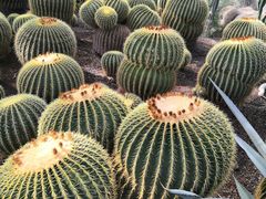 -北京植物园-展览温室