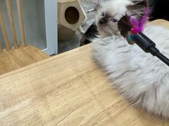 -楼上猫咖(罗湖店)