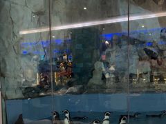 -帝企鹅自助餐厅•儿童岛•真企鹅(长隆企鹅酒店)