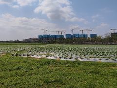 -光明小镇欢乐田园