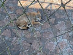 -西霞口神雕山野生动物世界