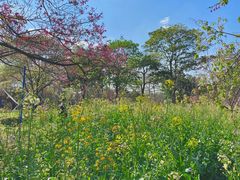 -天适樱花悠乐园