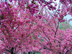 -莲花池公园
