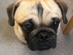 -喜柴咖啡·柴犬狗咖
