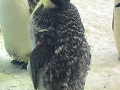 -珠海长隆海洋王国