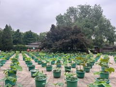 -莲花池公园
