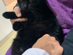 -艾贝尔宠物医院·24H转诊中心·肿瘤猫专科(江宁双龙店)