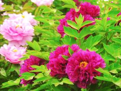 -莲花池公园