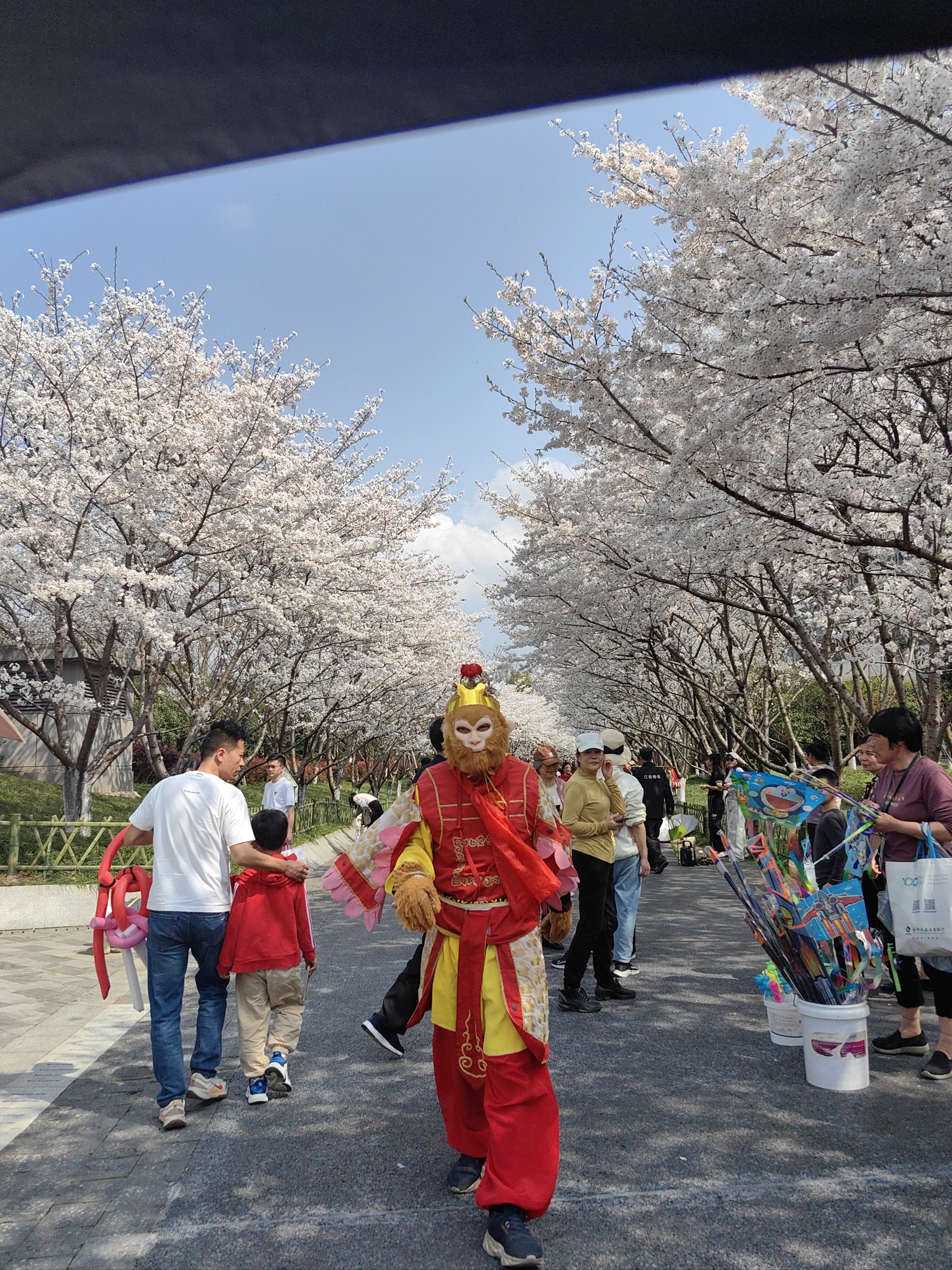 金华樱花公园