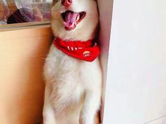 -Husky Go! 哈士奇体验馆·宠物咖啡厅狗咖