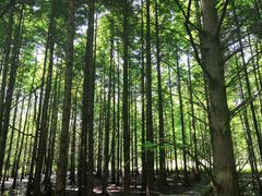 -桤木河湿地公园