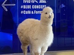 -Blue Concept Cafe&Farm·關於藍