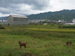 -朝伟清真铜瓢牛肉馆(三十年老·店)