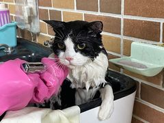 -安安宠医宠物医院·异宠·犬猫内科(岳阳分院)