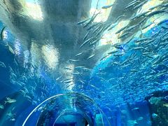 -哈尔滨波塞冬海底世界