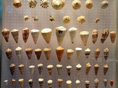 -贝林大翅鲸简餐厅(国家海洋博物馆店)