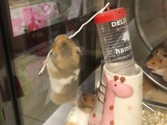 -钓仓鼠(洋桥北里小区店)