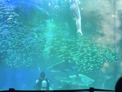 -海合安成都极地海洋公园