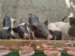 -萌宠亲子动物乐园(槐房万达店)