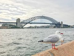 -Pancakes on the rocks(Darling Harbour)