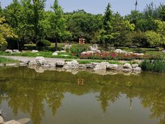 -大望京公园