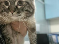 -瑞派·关忠动物医院·猫专科·犬专科(三环新城店)
