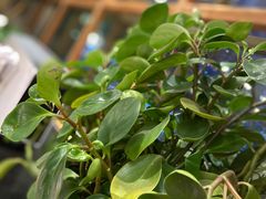 -鑫日千里马朝鲜族小馆(总店)