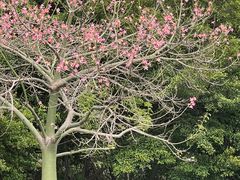 -广州长隆飞鸟乐园