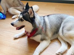 -Husky Go! 哈士奇体验馆·宠物咖啡厅狗咖