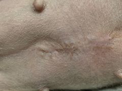 -瑞派动物医院·猫专科·至诚(江南中分院)