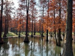 -上海海湾国家森林公园