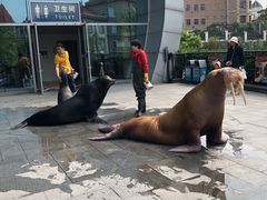 -烟台海昌鲸鲨海洋公园