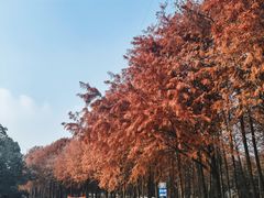 -上海海湾国家森林公园