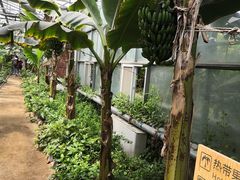 -呀路古热带植物园