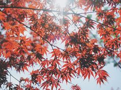 -宁波浙东大竹海景区