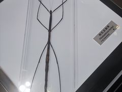-上海昆虫博物馆