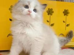 -东方名猫馆·英短金渐层布偶猫舍(环线广场1号楼店)