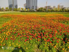 -映月湖中央公园