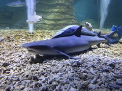 -北戴河圣蓝海洋公园